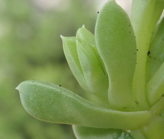 Delosperma inconspicuum