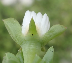 Delosperma inconspicuum