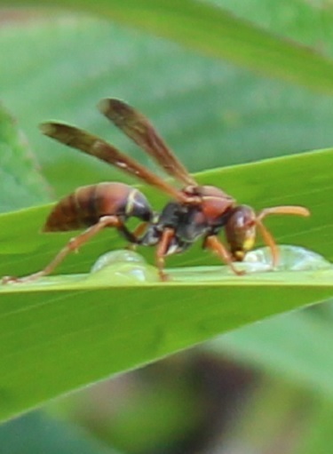 Australian Paper Wasp from Smiths Lake NSW 2428, Australia on January ...