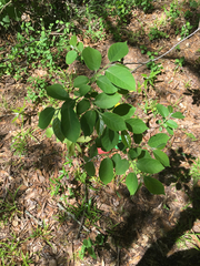 Diospyros virginiana