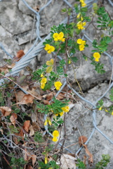 Hippocrepis emerus emerus