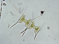 Staurodesmus extensus