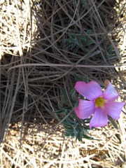 Oxalis hirta