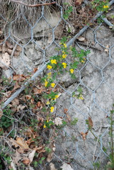 Hippocrepis emerus emerus