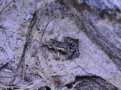 Crinia remota