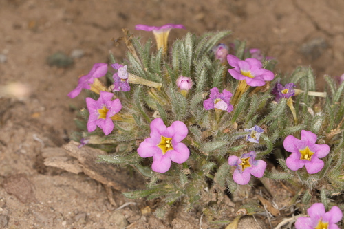 Image of Nama aretioides by (c) Steve Matson, some rights reserved (CC BY)