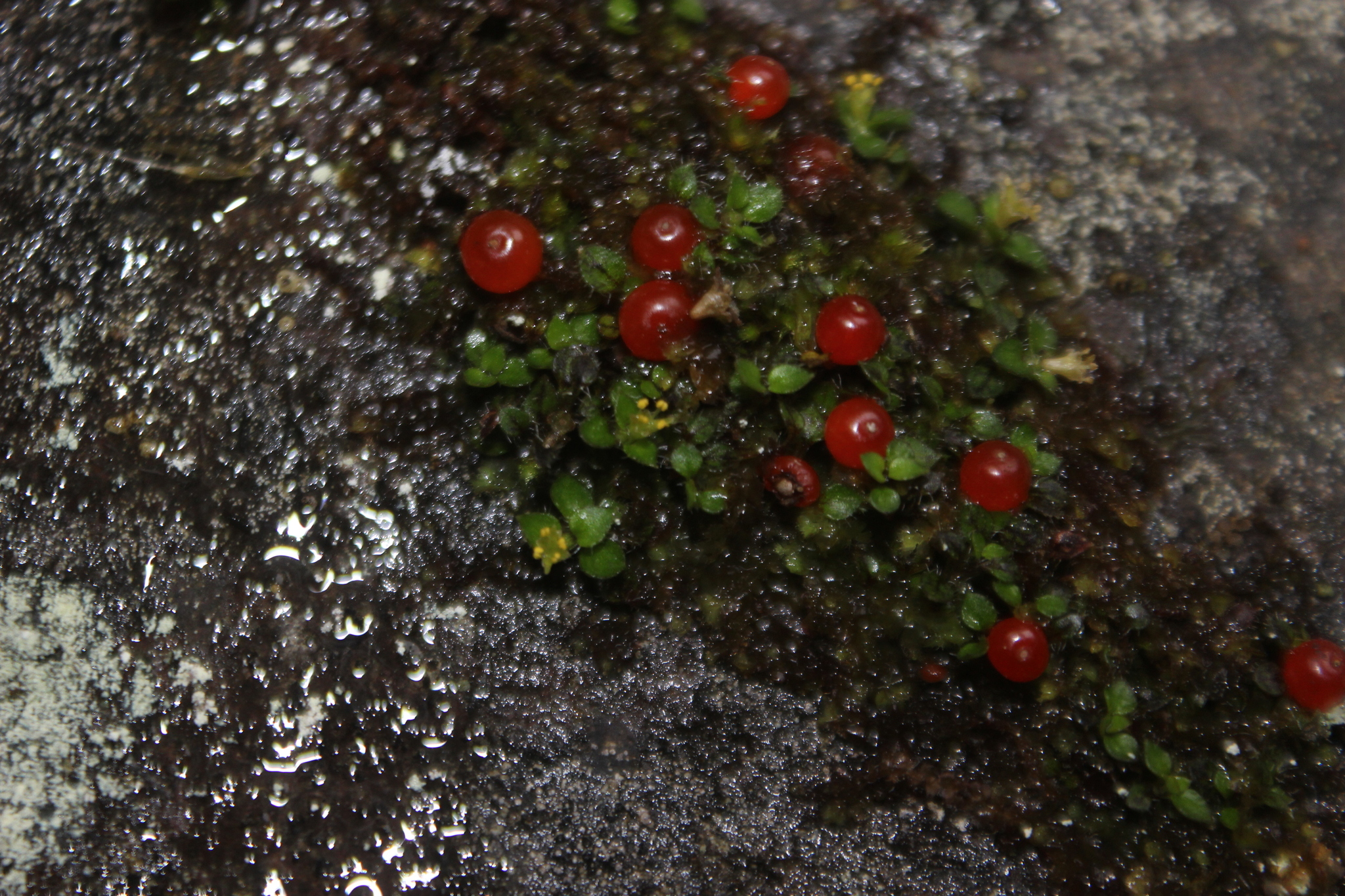 Imagem de Planta-dinheiro