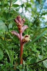 Orobanche alba