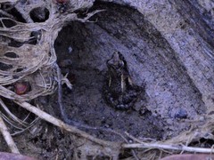 Crinia remota
