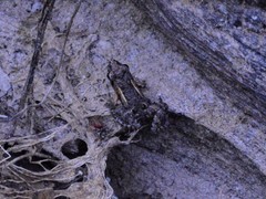 Crinia remota