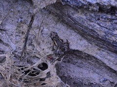 Crinia remota