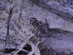 Crinia remota