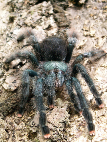 (c) JR Ferrer-Paris, some rights reserved (CC BY)