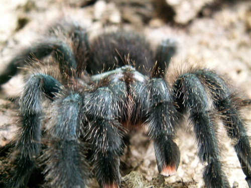 Photo of Pinktoe Tarantula (Avicularia avicularia)