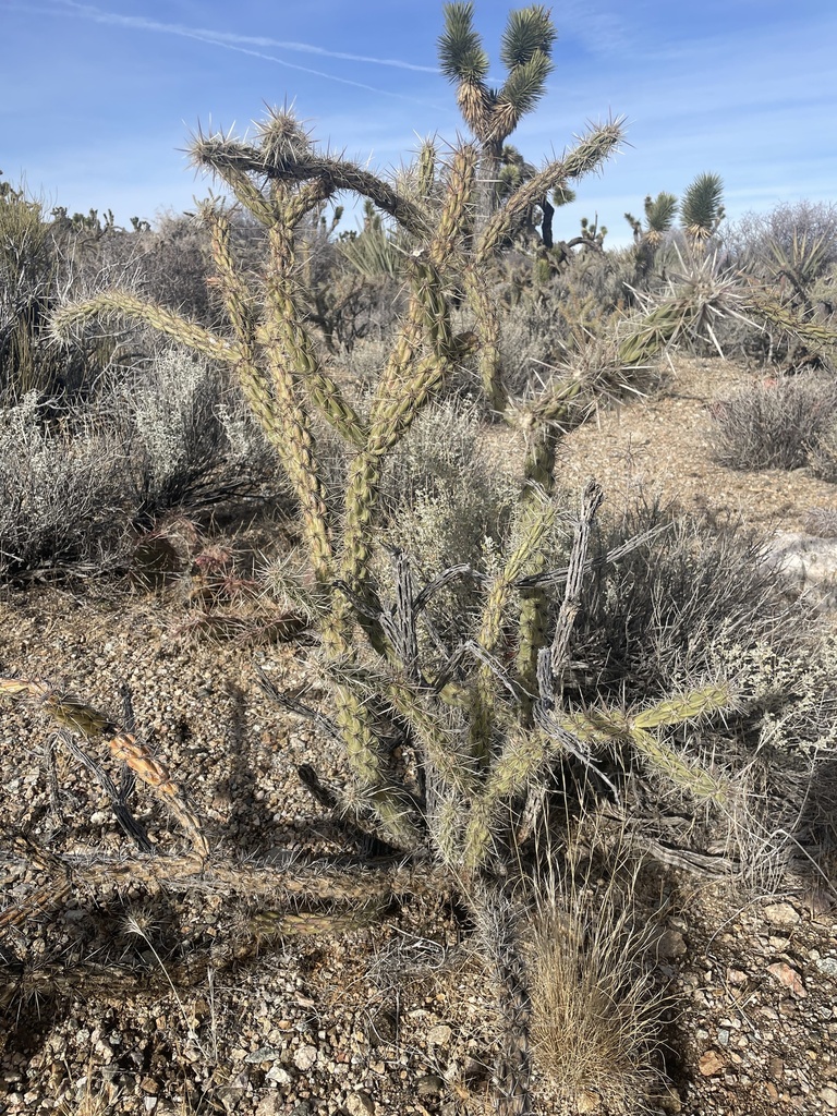 Buckhorn Cholla from Avi Kwa Ame National Monument, Searchlight, NV, US ...