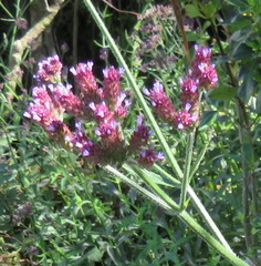 Verbena incompta
