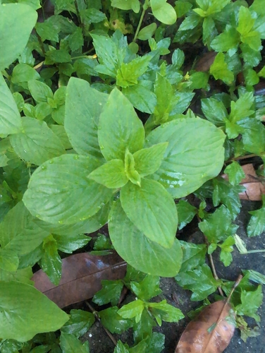 Foto de Vassourinha