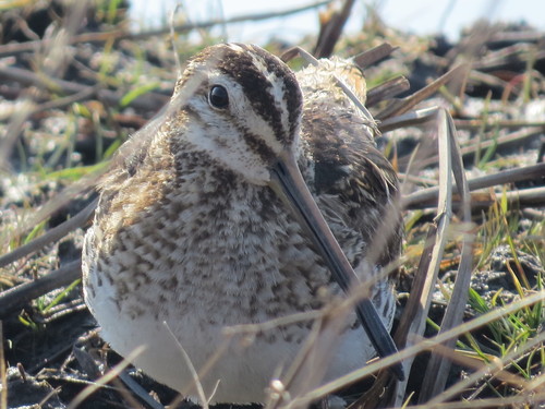 Common Snipe