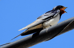 Hirundo rustica