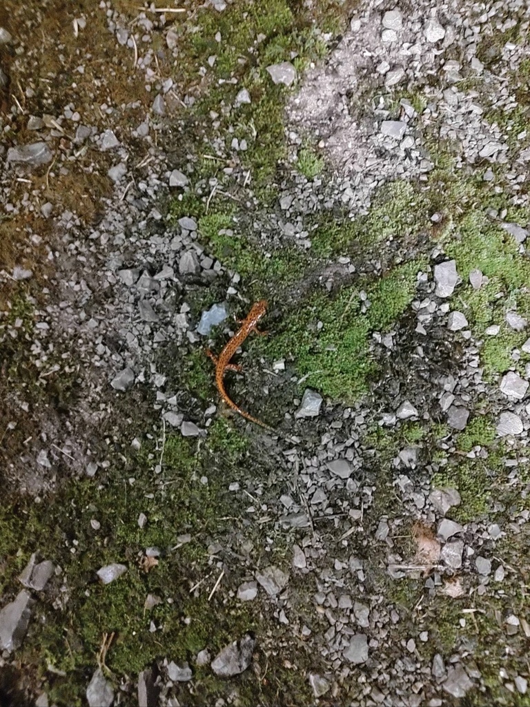 Longtailed Salamander from Clear Creek Rd, Nicholasville, KY, US on