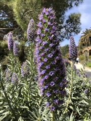 Echium