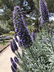 Echium