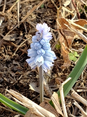 Muscari azureum