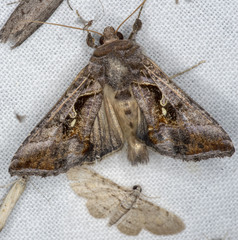 Chrysodeixis subsidens