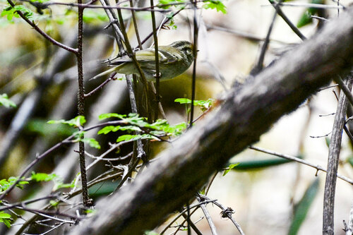 Sichuan Leaf Warbler (Phylloscopus forresti), photo 2