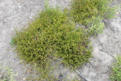 Centella virgata virgata