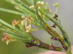 Centella virgata virgata
