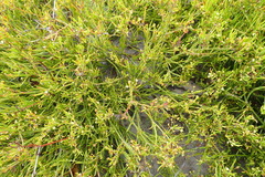 Centella virgata virgata