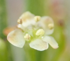 Centella virgata virgata