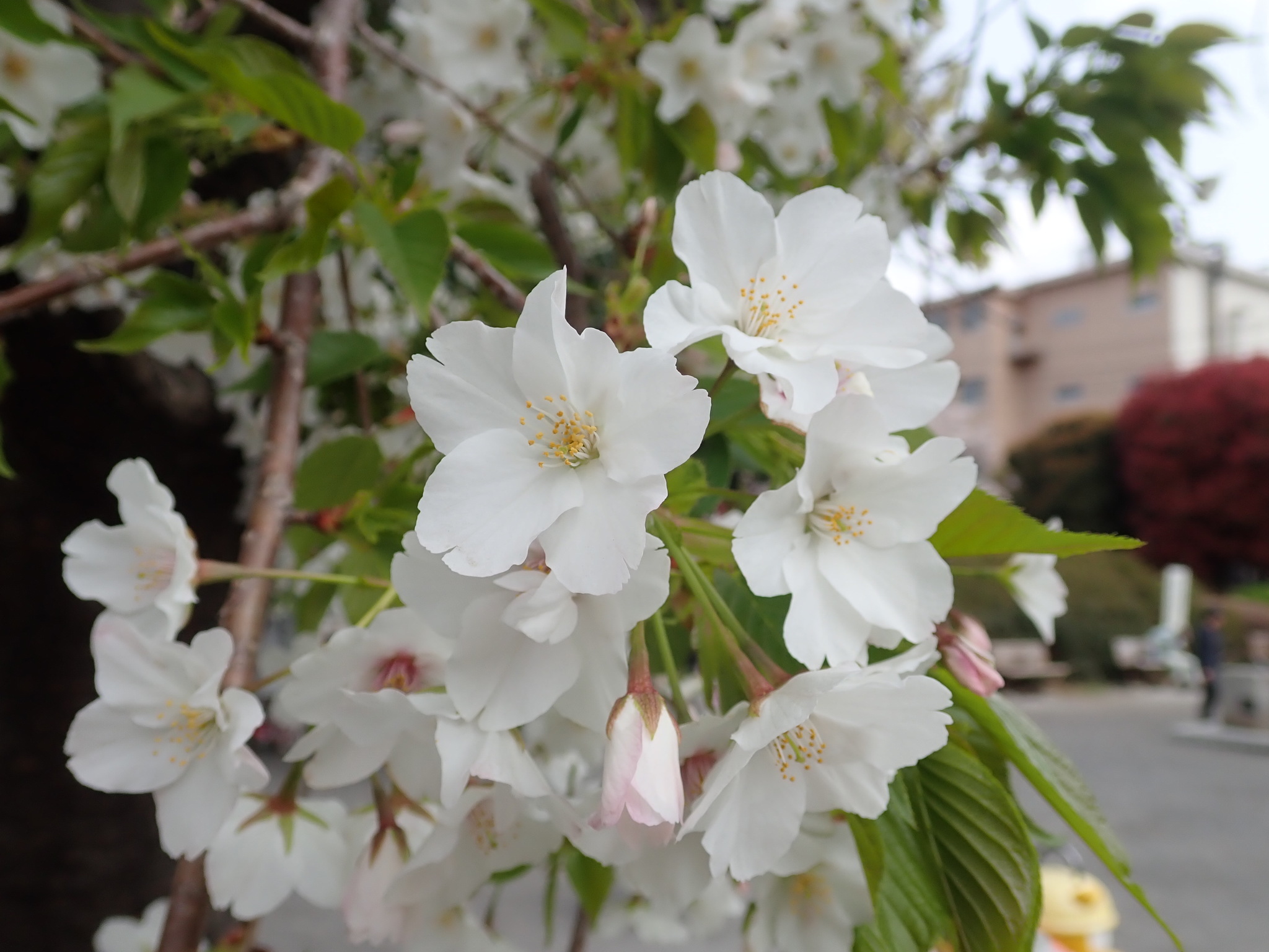 Prunus speciosa