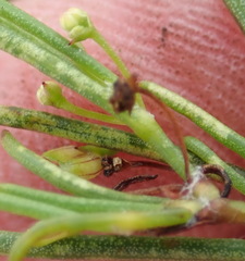 Centella virgata virgata