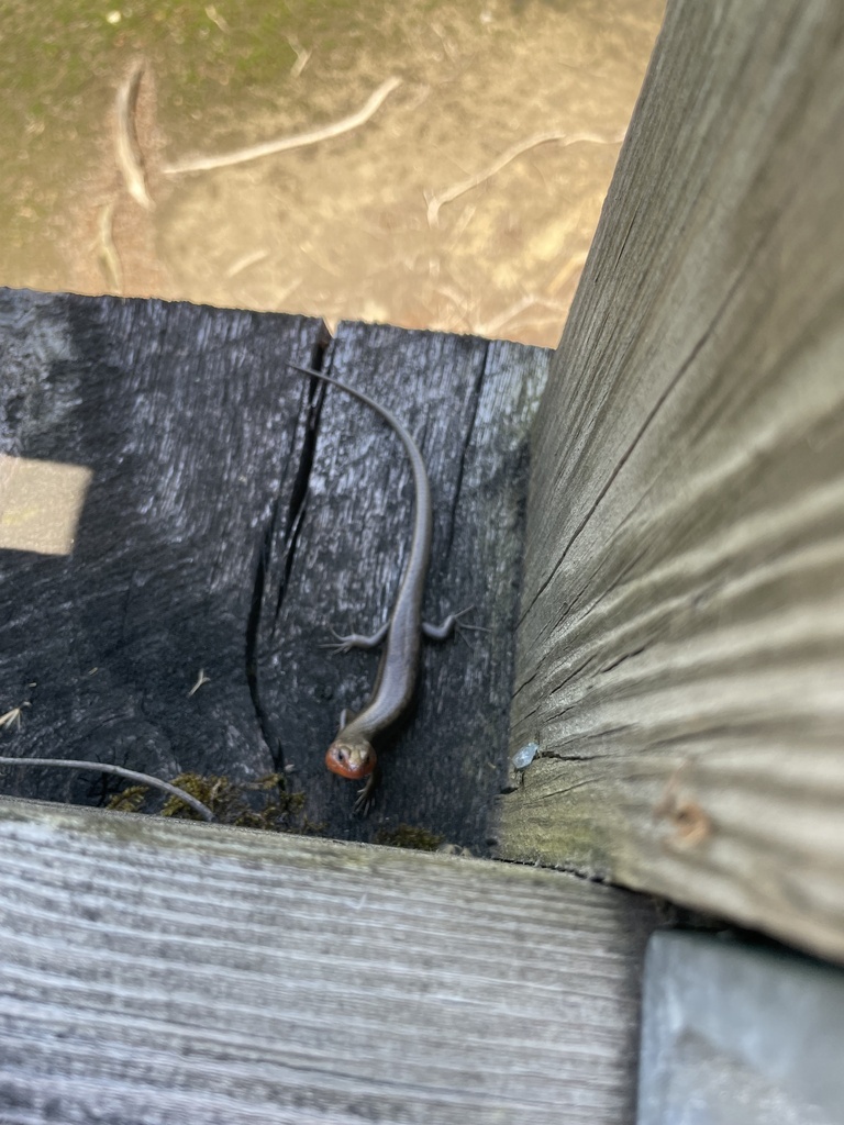 Common Five-lined Skink from Virginia Creeper National Recreational ...