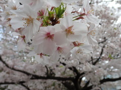 Prunus × yedoensis