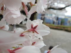 Prunus × yedoensis