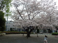 Prunus × yedoensis