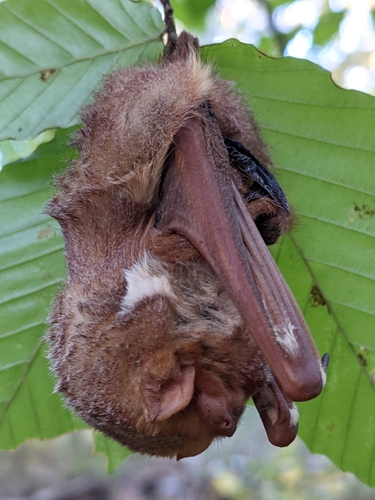 Eastern Red Bat photographed in Indiana