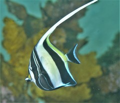 Moorish Idol photo 2