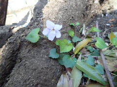 Viola grypoceras