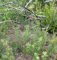 Notobubon laevigatum