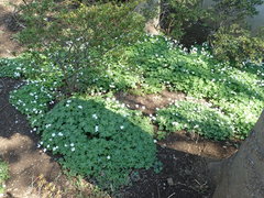 Anemonastrum flaccidum