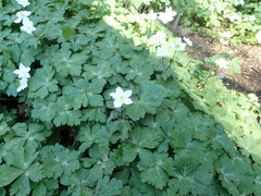 Anemonastrum flaccidum