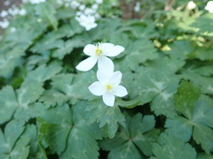 Anemonastrum flaccidum