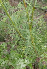 Notobubon laevigatum