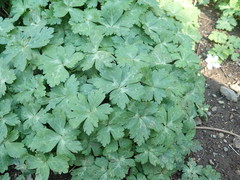 Anemonastrum flaccidum