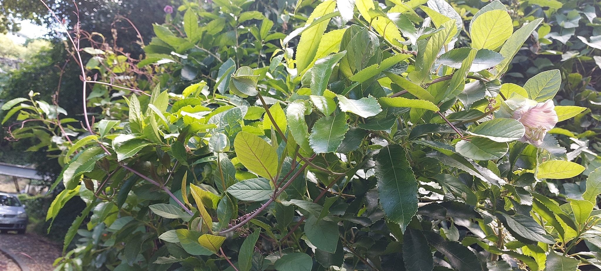 Imagem de Sino-de-jardim