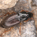 Parophonus maculicornis - Photo (c) zmrdk, algunos derechos reservados (CC BY-NC), subido por zmrdk